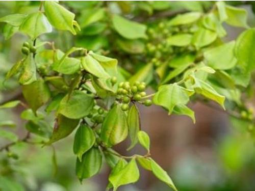 国産の植物「天台烏薬」の葉から成分を抽出